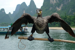 Comorant Fishing Comorant Fishing