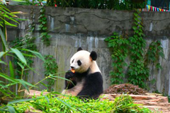 Panda House