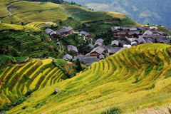Longji Autumn