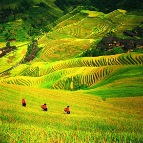 china terraced fields