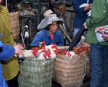 rural market day rural market day